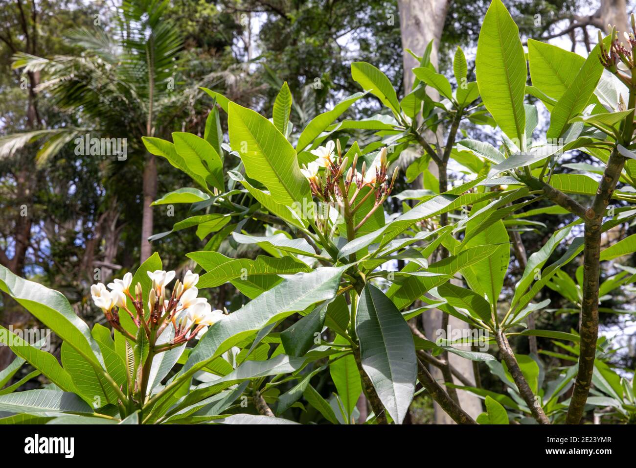 Frangipani tree Plumeria flowering on a sunny Sydney day,NSW,Australia