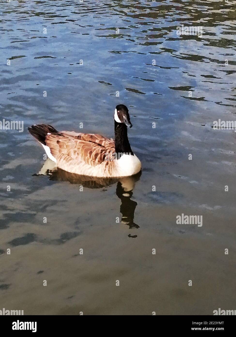 A duck in lake in London, UK. Stock Photo