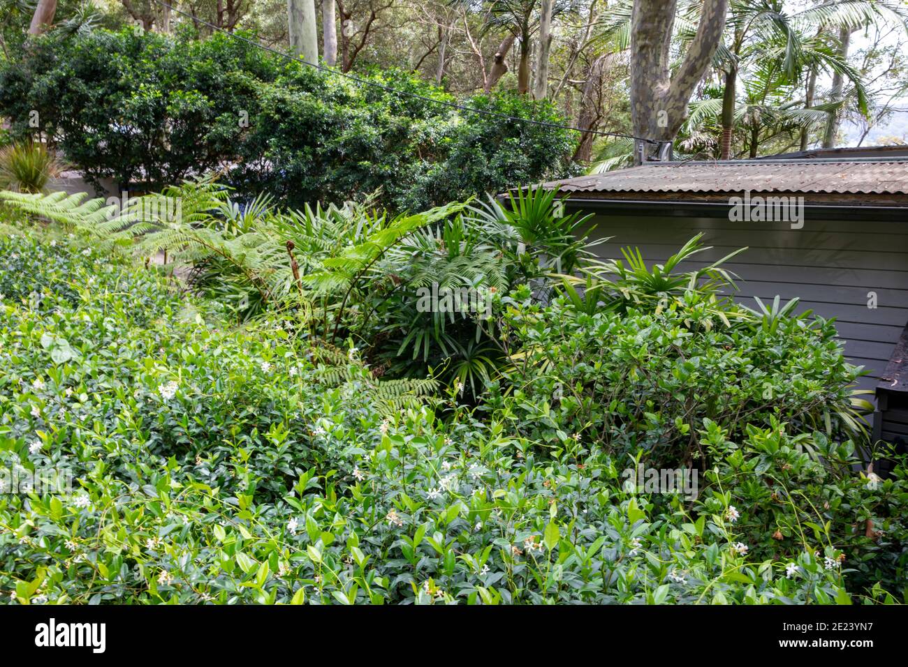 Australian green garden at a private home in Sydney Northern beaches,Clareville,Australia with Trachelospermum jasminoides jasmine growing Stock Photo