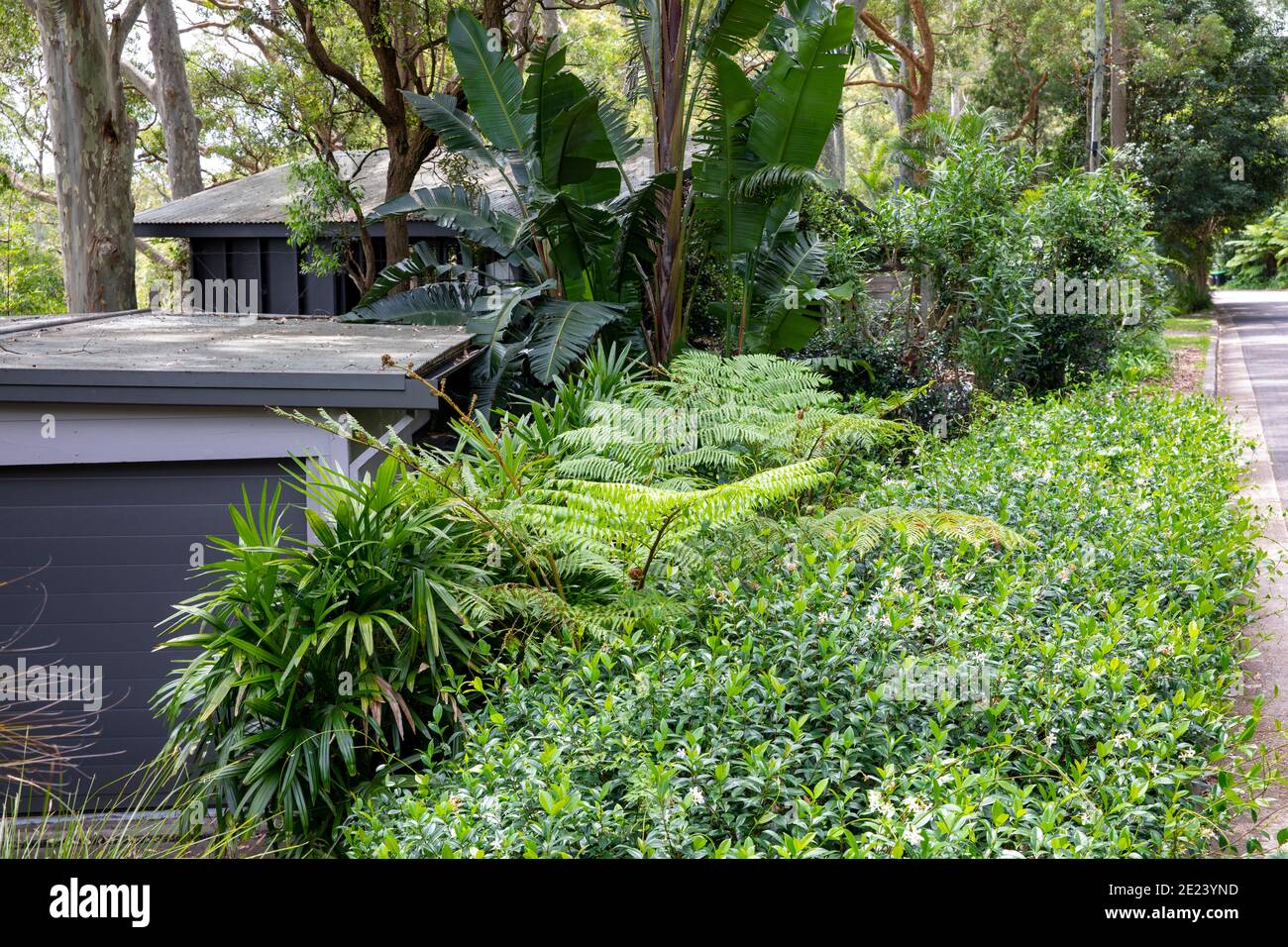 Australian green garden at a private home in Sydney Northern beaches,Clareville,Australia Stock Photo