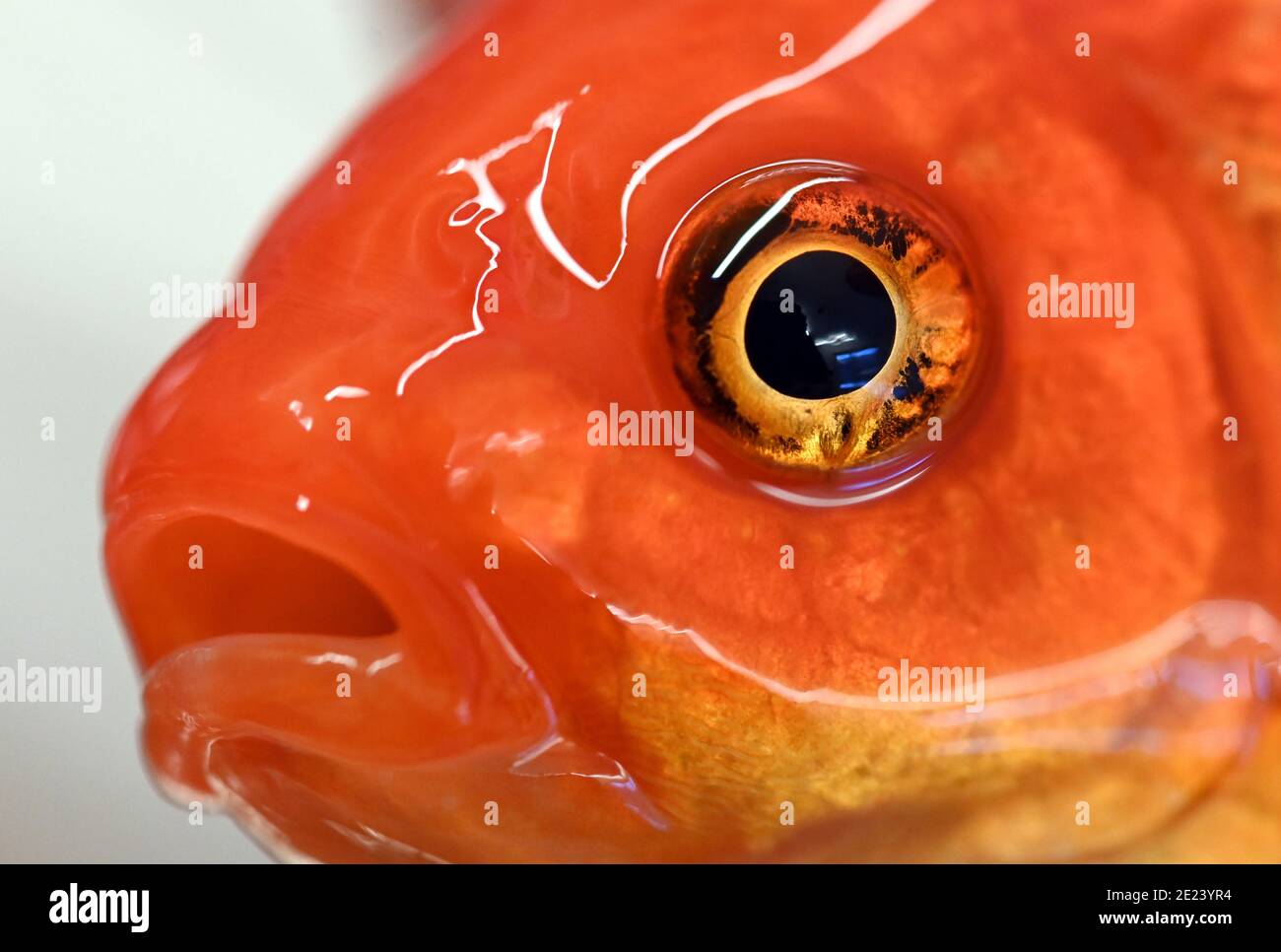 Ем глаза рыбы. Глаз рыбы. Глаза рыбки. Золотая рыбка с глазами. Рыба золотой глаз.