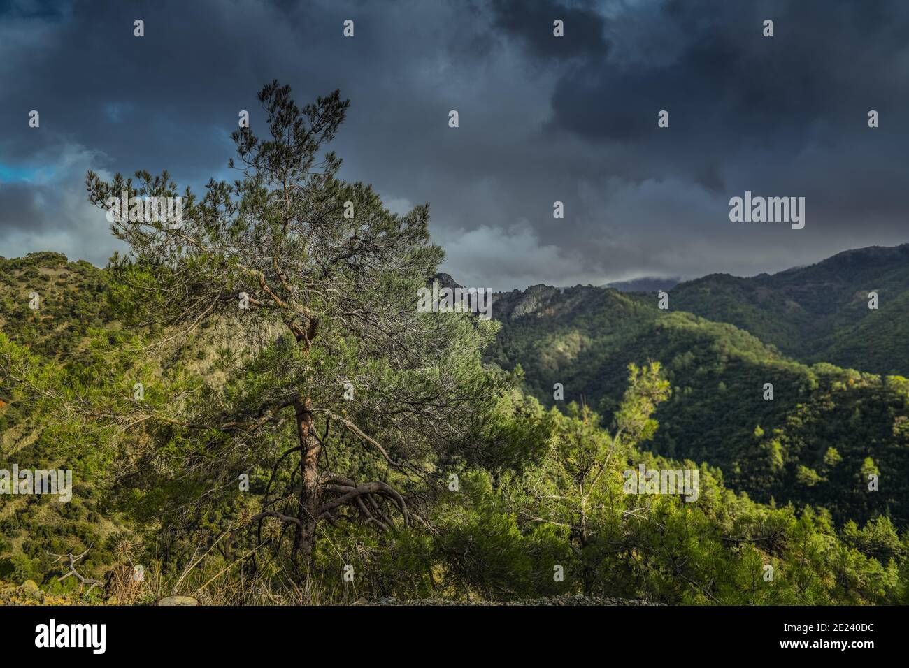 Paphos-Forst, Troodos-Gebirge, Zypern Stock Photo