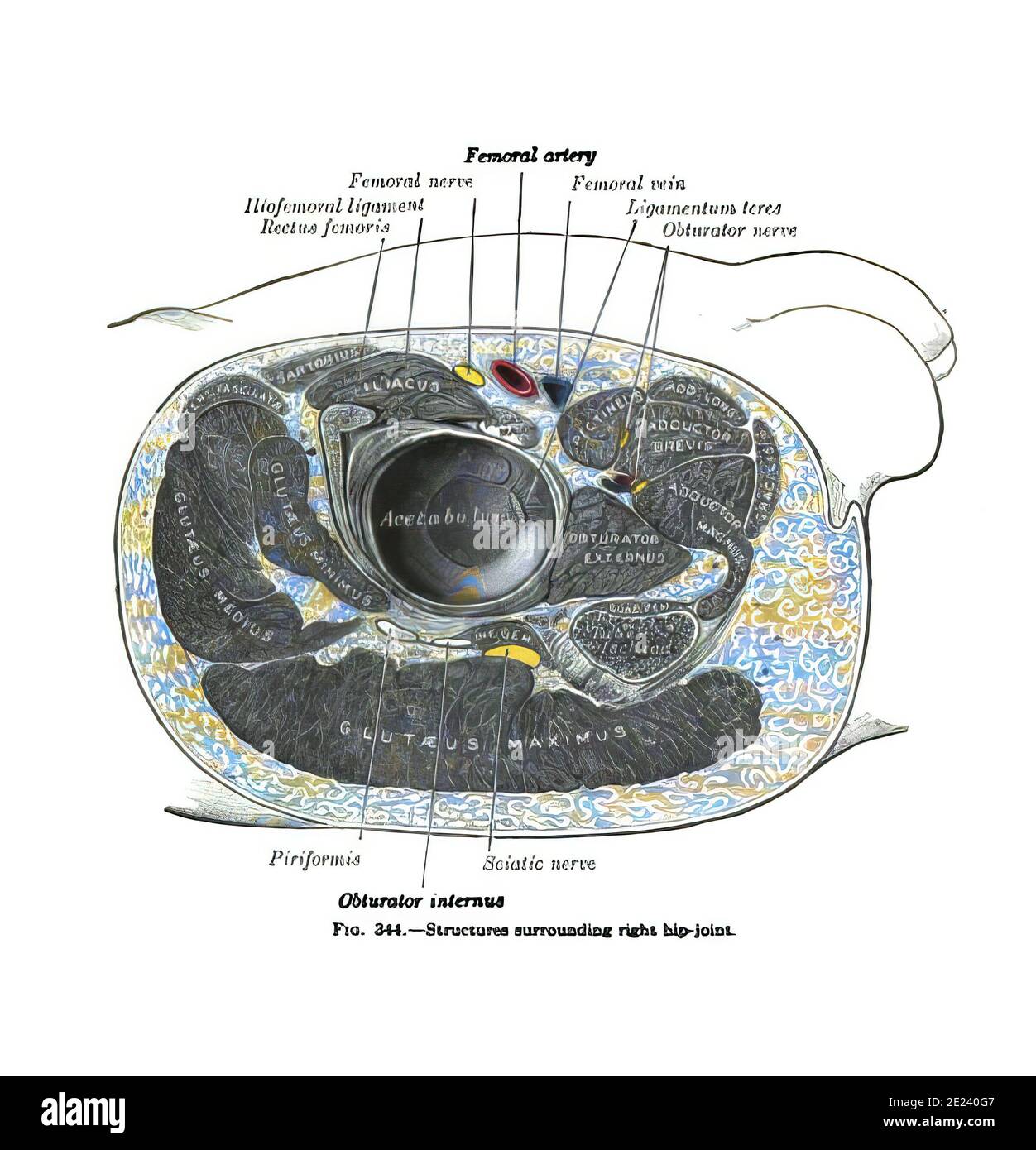 Anatomy atlas hi-res stock photography and images - Alamy