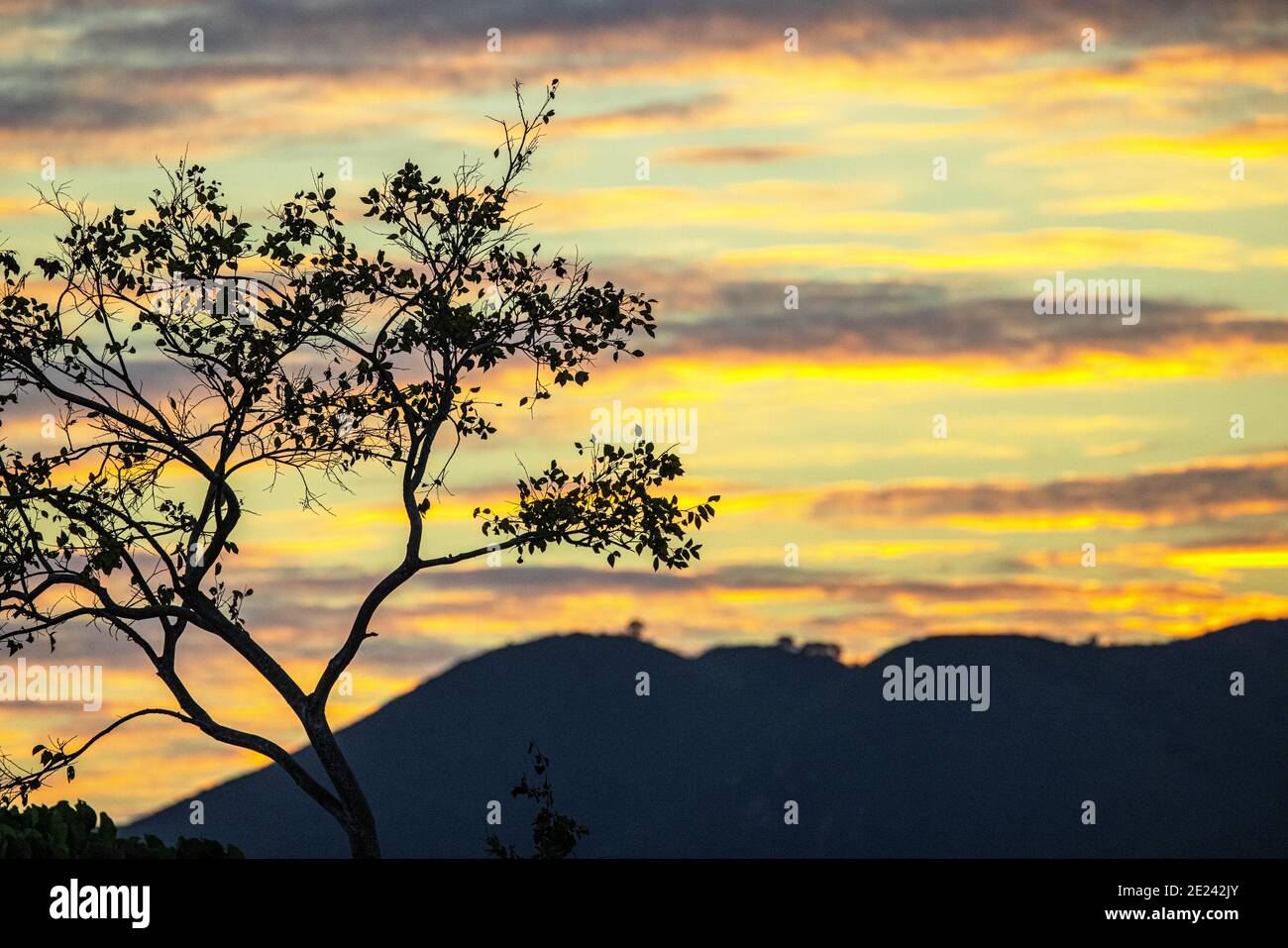 Dusk in lonely tree hi-res stock photography and images - Alamy