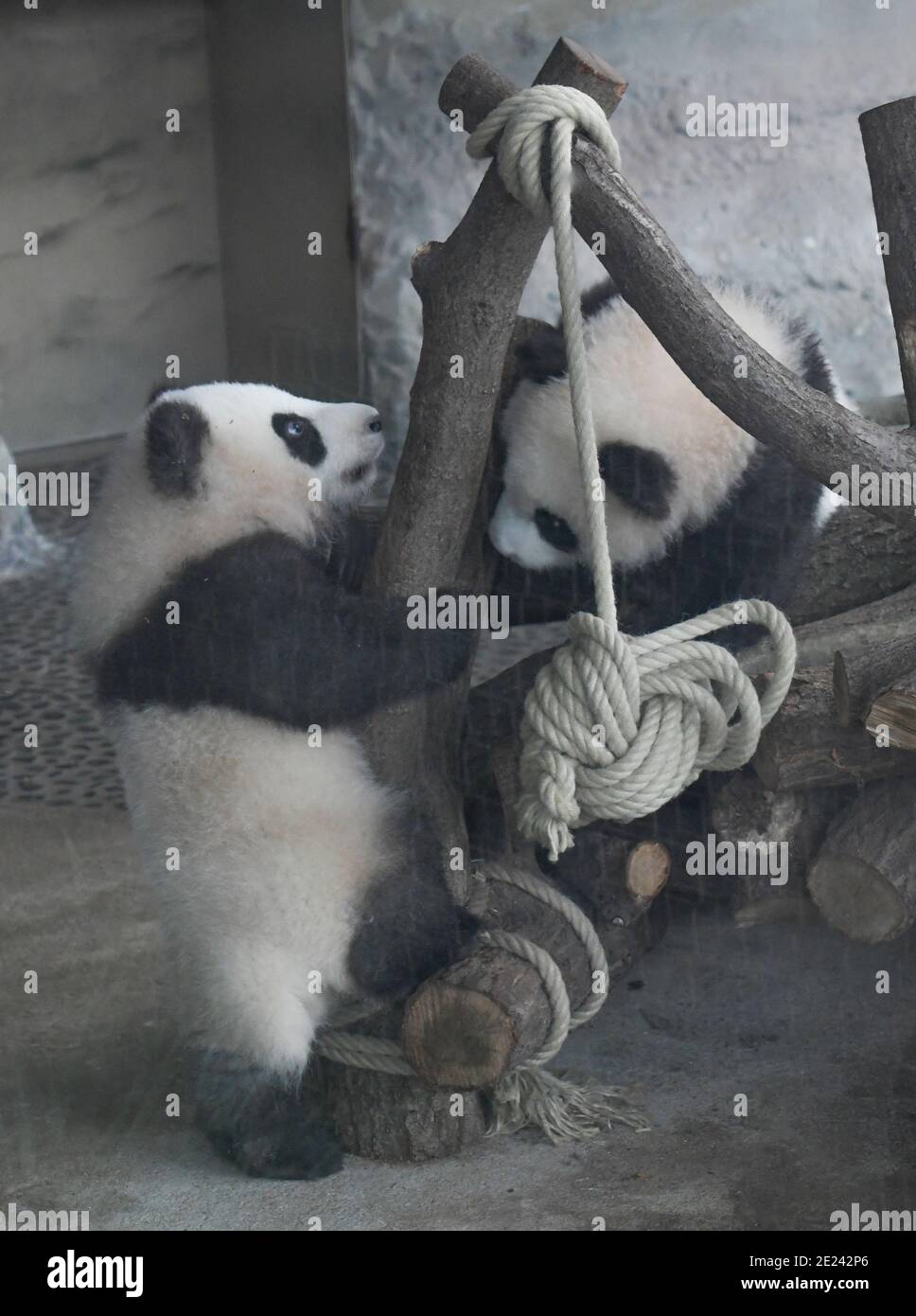 Berlin, 14.02.2020: Zwei Wochen nach dem Einzug der Pandas in ihr neues Gehege kehrt Normalität ein. Die Zwillinge Meng Xiang und Meng Yuan alias Pit Stock Photo