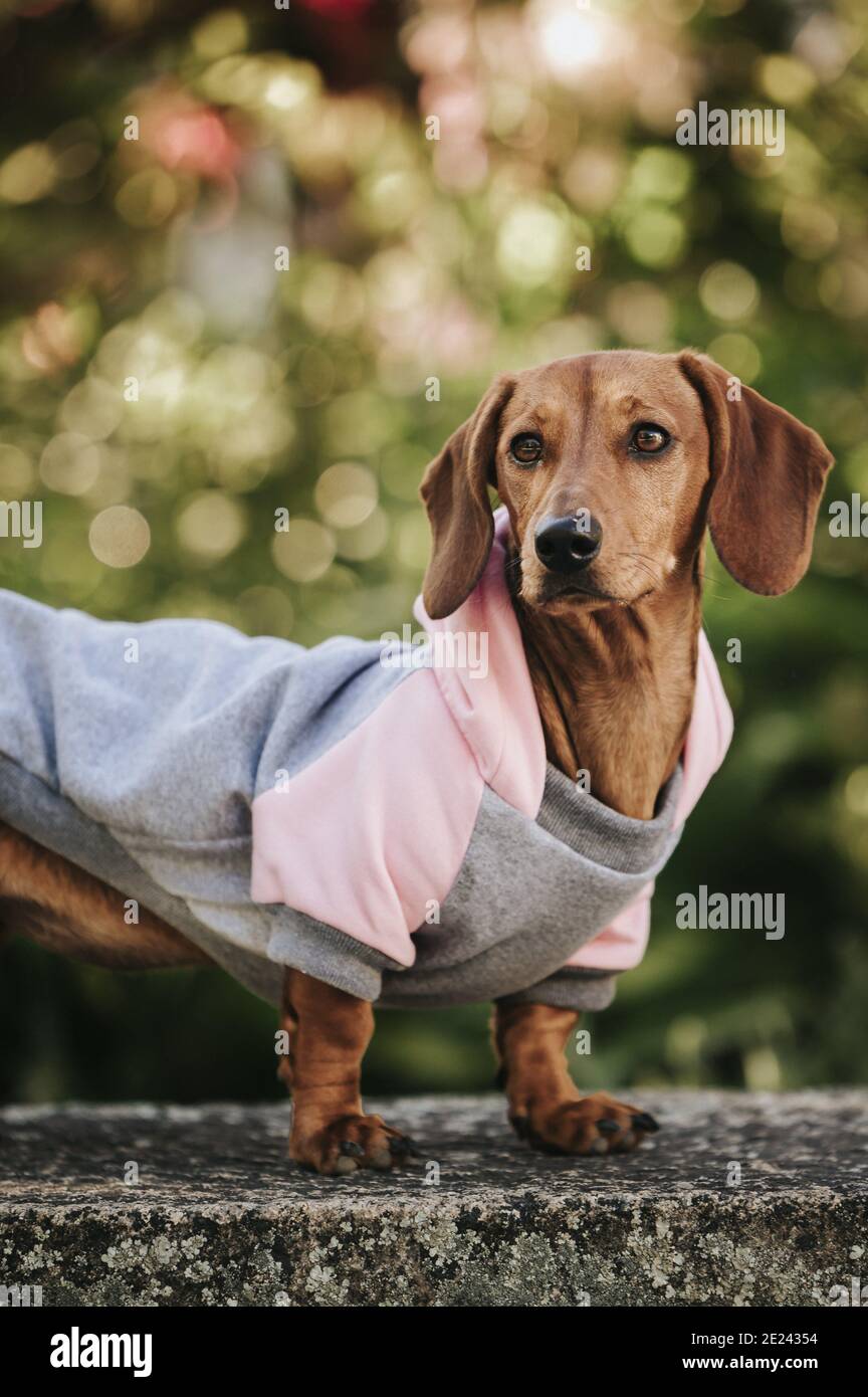 Vertical shot of a cute brown dwarf dachshund wearing a stylish pullover posing in a park Stock Photo