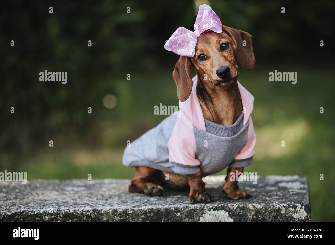 weet brown dwarf dachshund wearing a stylish pullover and pink headband posing in a park Stock Photo