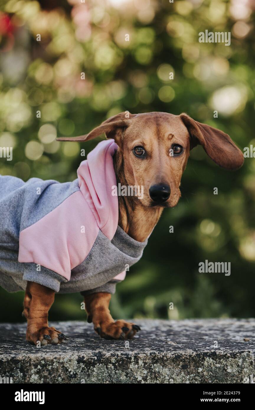 Vertical shot of a cute brown dwarf dachshund wearing a stylish pullover posing in a park Stock Photo