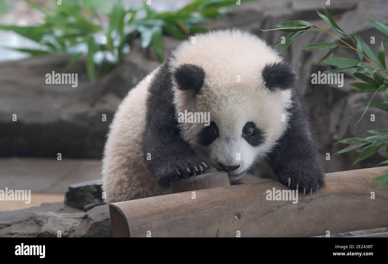 Berlin, 14.02.2020: Zwei Wochen nach dem Einzug der Pandas in ihr neues Gehege kehrt Normalität ein. Die Zwillinge Meng Xiang und Meng Yuan alias Pit Stock Photo