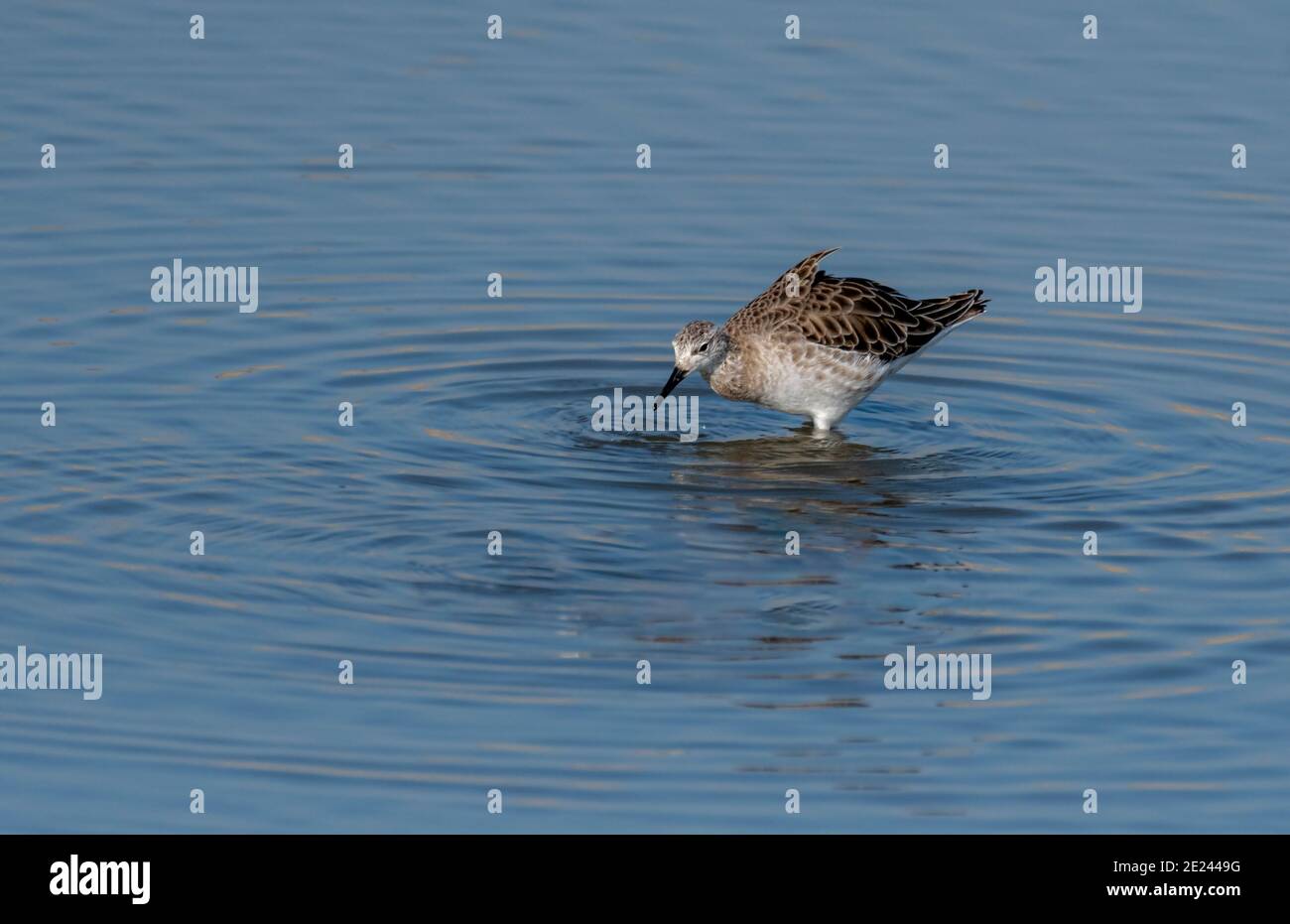 The little stint, is a very small wader. It breeds in arctic Europe and Asia, and is a long-distance migrant Stock Photo