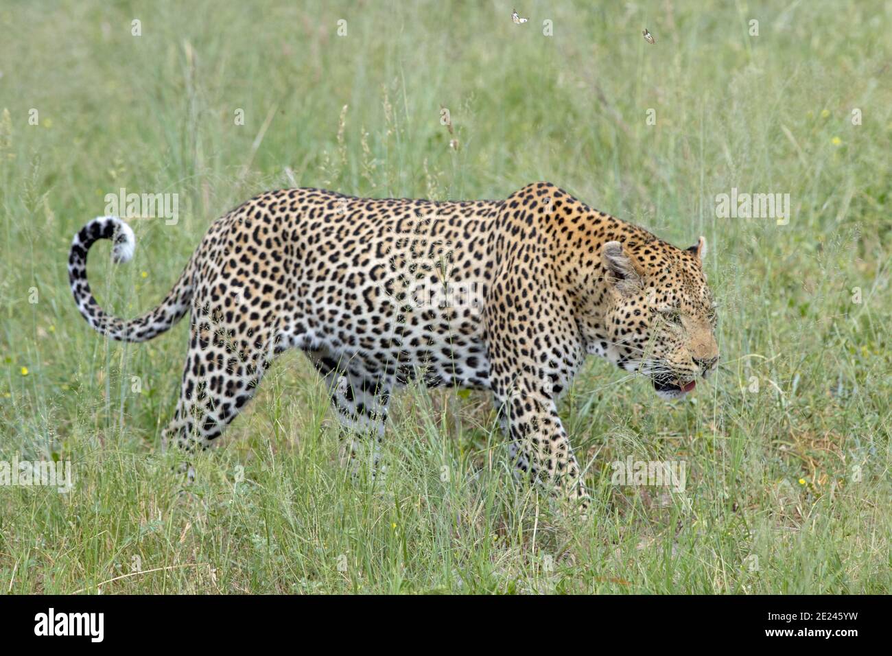 Leopard (Panthera pardus). Daylight activity. Animal caught in the open from a licensed safari four wheel vehicle. Botswana. Stock Photo