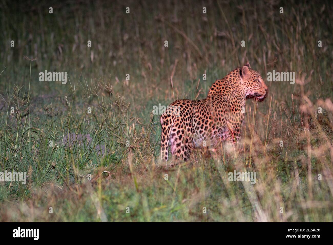 Leopard (Panthera pardus), Nocturnal activity. Animal caught in the open using spot light from a licensed four wheel vehicle. Botswana. Stock Photo