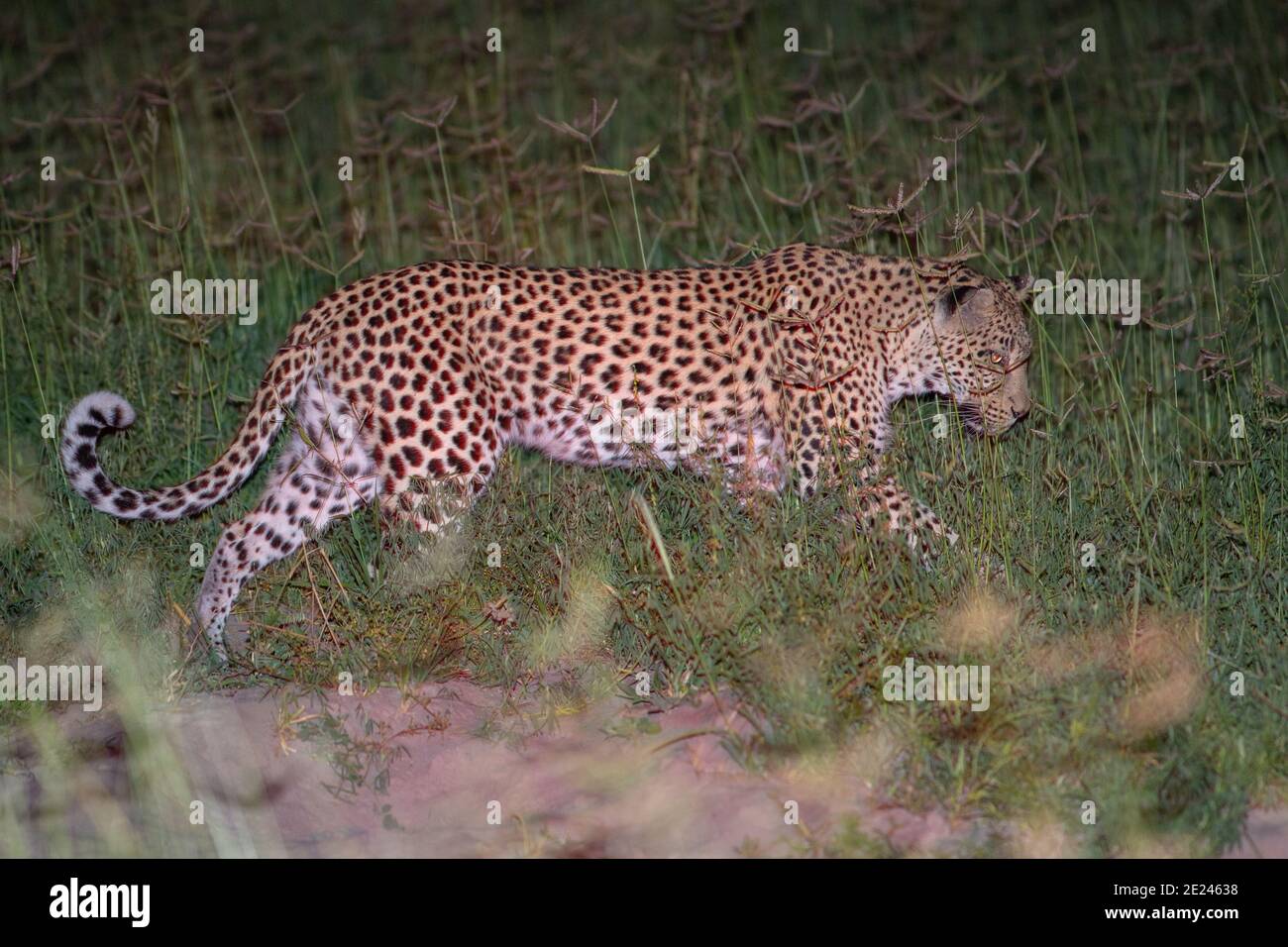 Leopard (Panthera pardus), Nocturnal activity. Animal caught in the open using spot light from a licensed four wheel vehicle. Botswana. Okavanga delta. Stock Photo