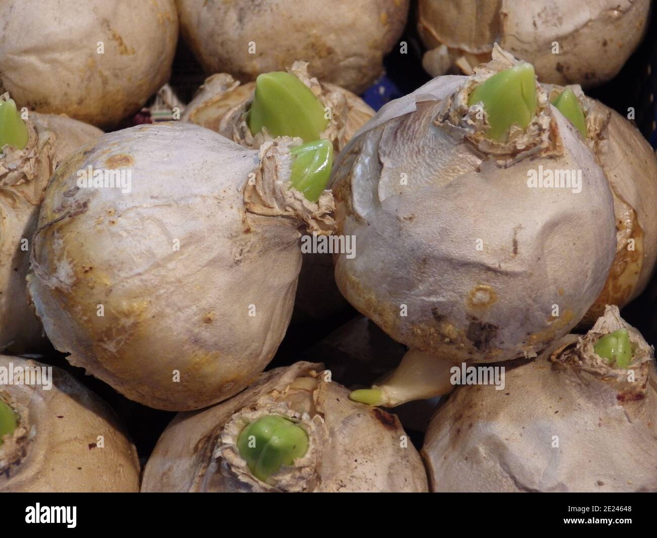 Closeup shot of a pile of fresh onions in the food market Stock Photo ...