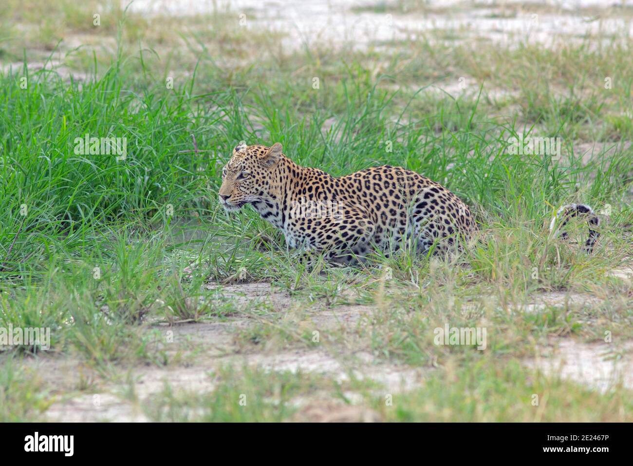 African Leopard (Panthera pardus). Crouching, sitting, about to leave after drinking. Spotted coat or pelage, seen against grass end of wet season. Stock Photo