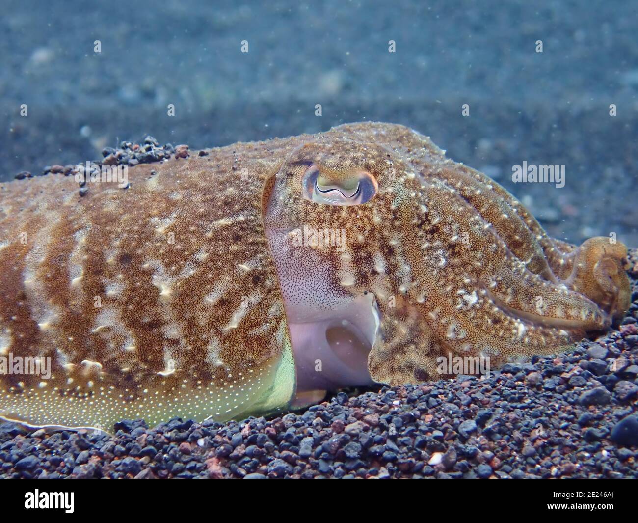 Closeup of a common cuttlefish on the pebble bottom of the sea Stock Photo