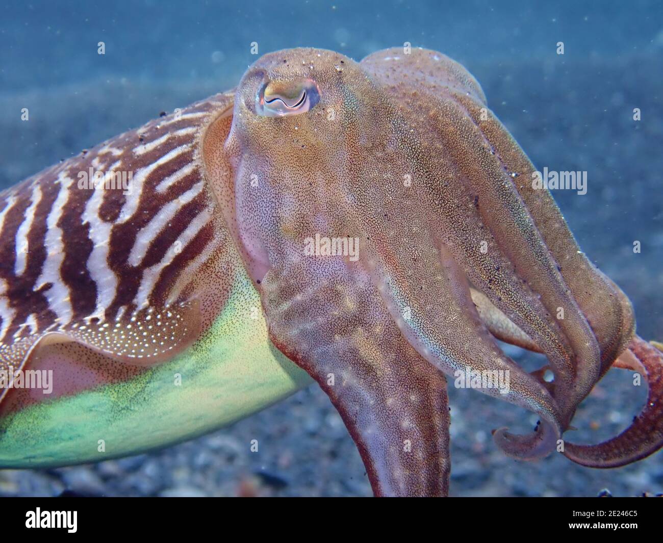 Closeup of a common cuttlefish underwater in El Hierro Canary islands Stock Photo