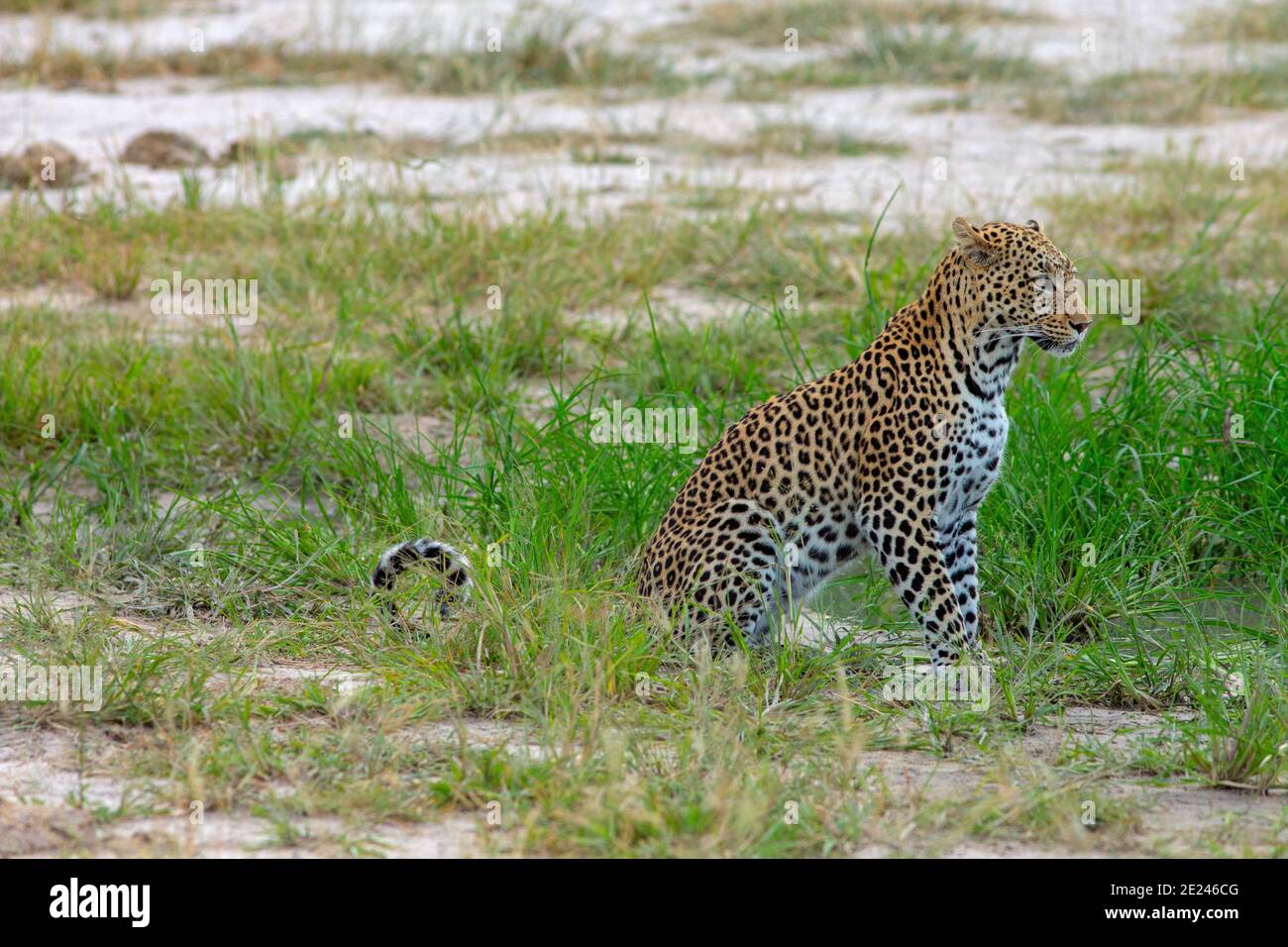 Leopard (Panthera pardus). Sitting alongside a small water hole taking a precautionary viewing around the landscape before reaching down to drink. Stock Photo