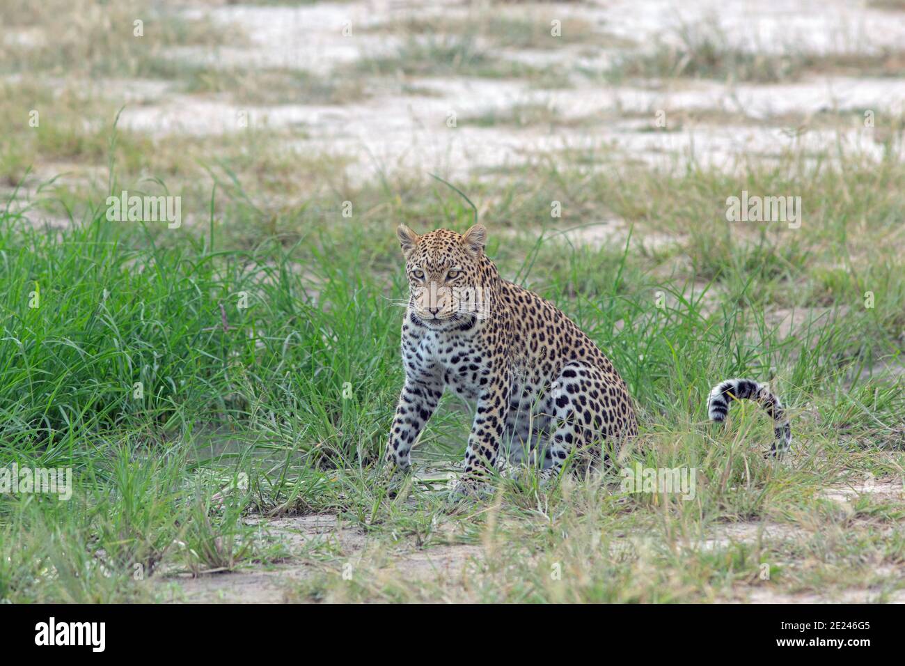 Leopard (Panthera pardus). About to leave after drinking  from a water hole. Conspicuous against wet season verdant green grass. Botswana. Africa. Stock Photo
