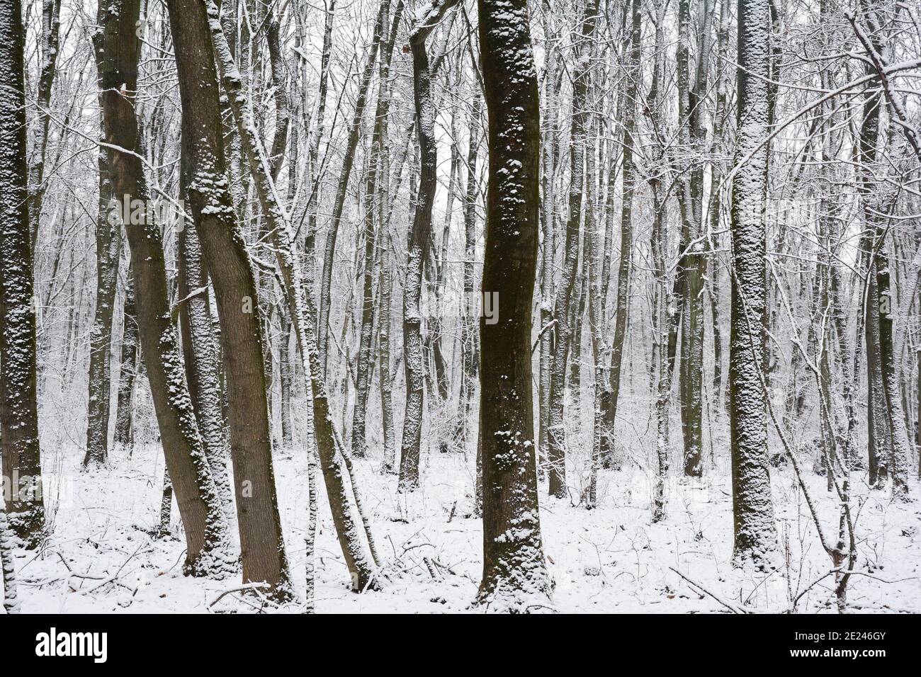 A view of a snowy deciduary thick forest in winter. The trees covered with white snow with their trunks growing close to one another in a wild woodlan Stock Photo