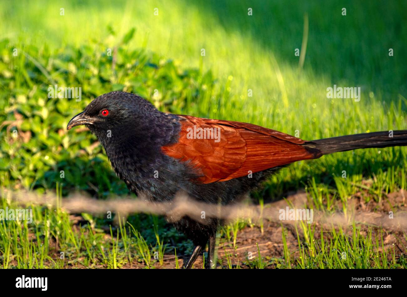 The greater coucal or crow pheasant, is a large non-parasitic member of the cuckoo order of birds, the Cuculiformes. Stock Photo