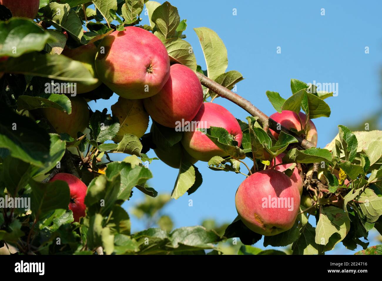 Cider Apple Tree 'Yarlington Mill'. Malus domestica 'Yarlington Mill