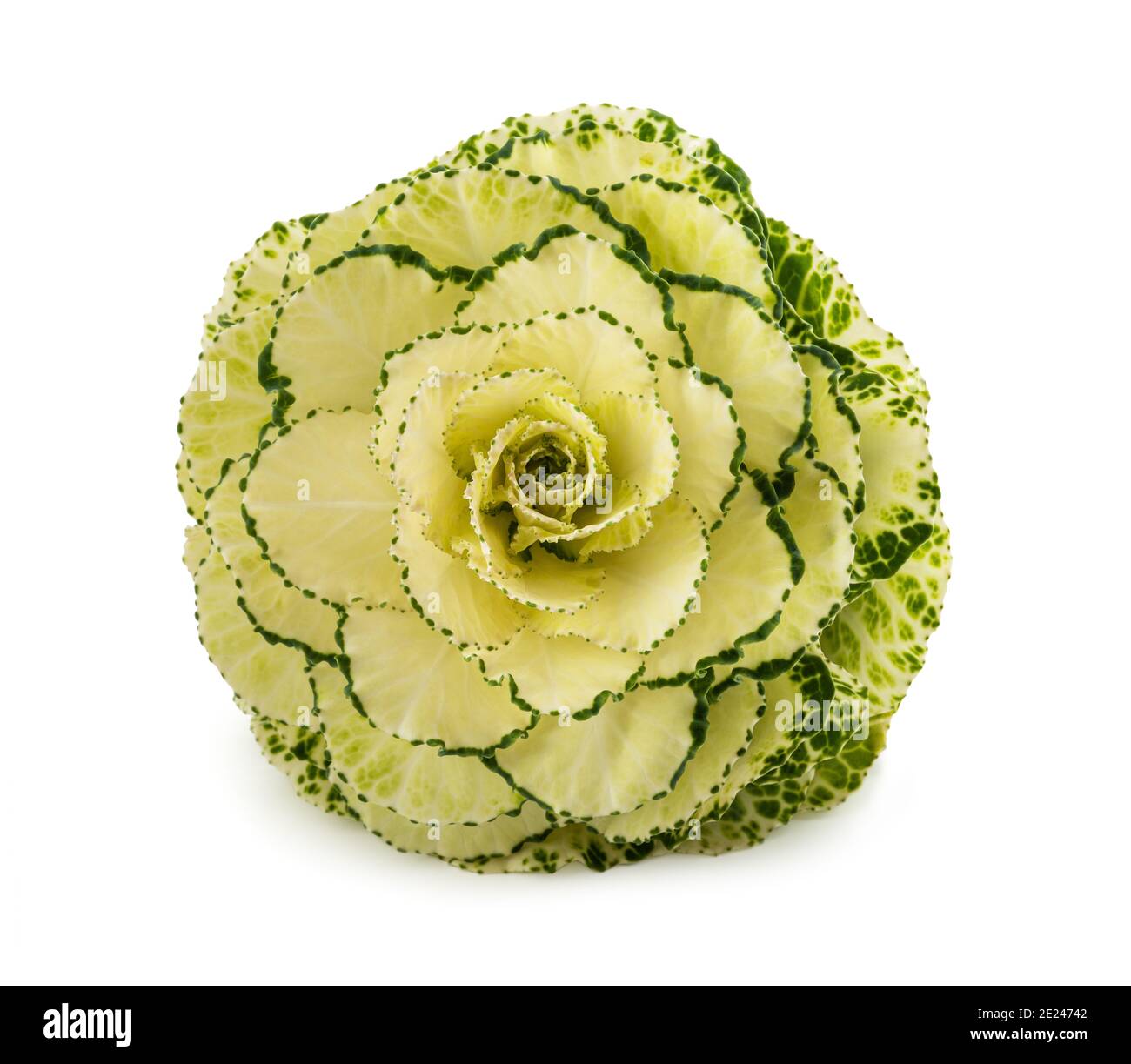 Ornamental kale isolated on white background Stock Photo