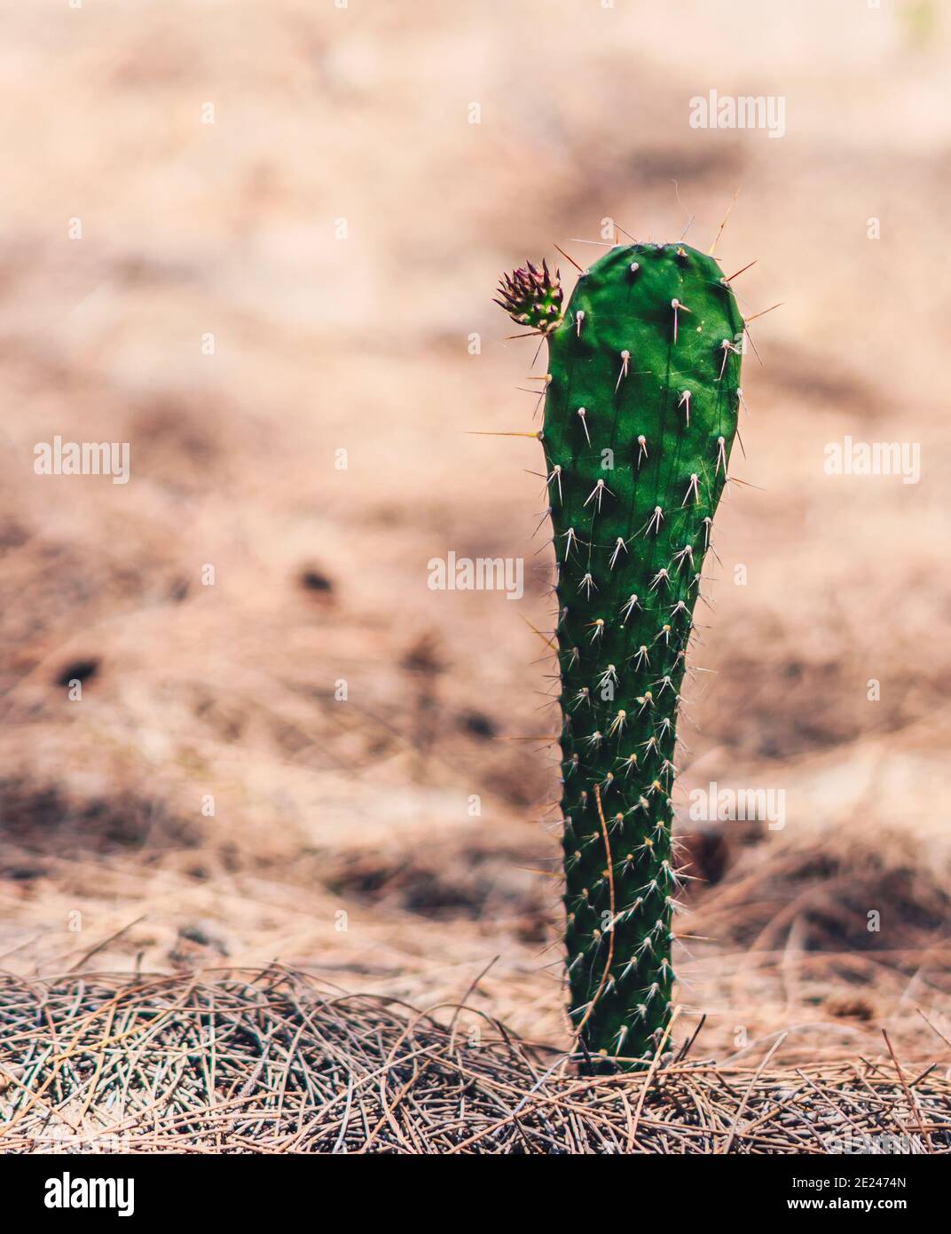 Close up green cactus plant, bud flower, spines. Symbol of loneliness, communication problems, hidden beauty of person introverted or bad character Stock Photo