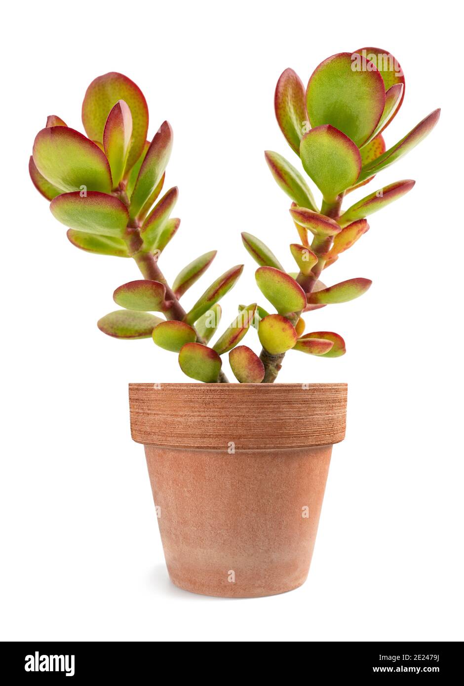 Crassula portulacea plant in vase isolated on white background Stock Photo