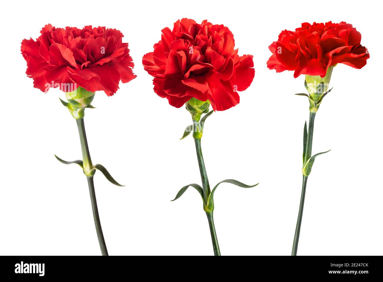 Red carnations flowers isolated on white background Stock Photo - Alamy