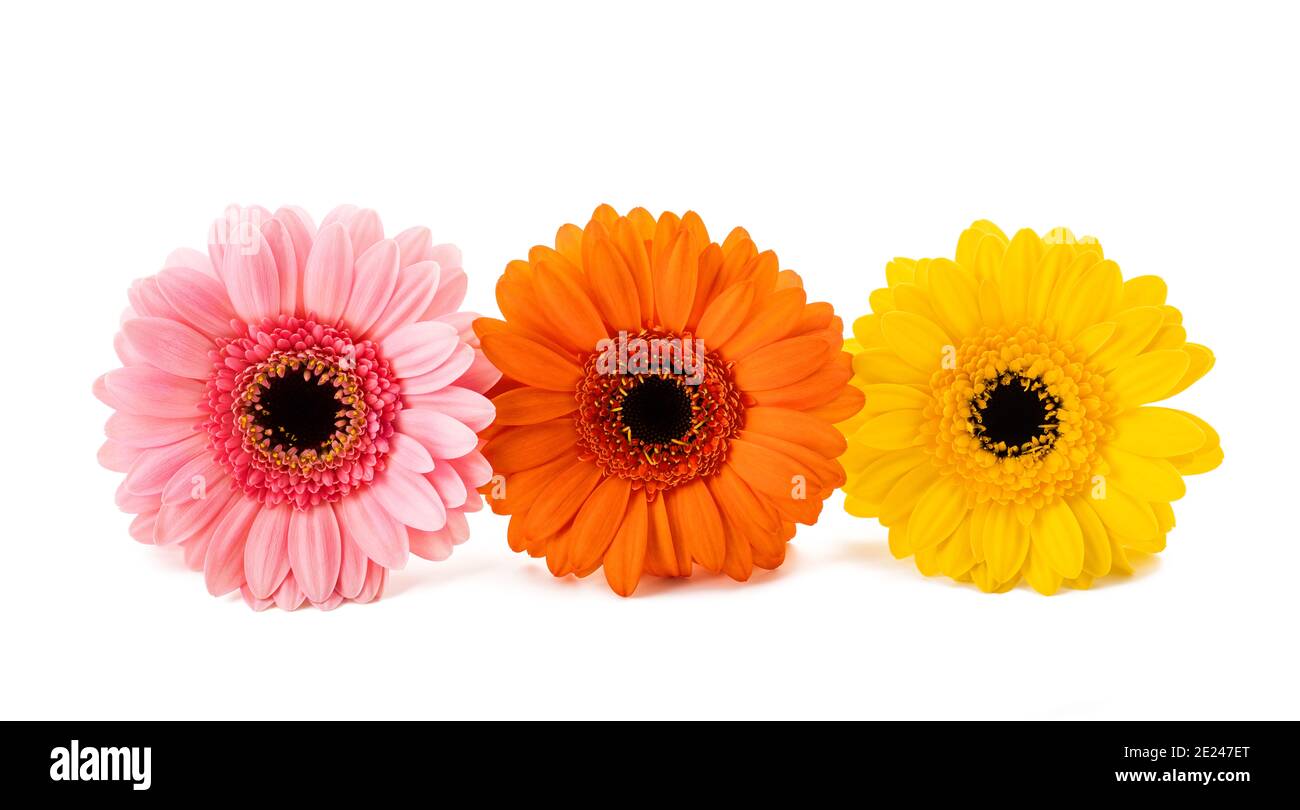 Gerberas flowers heads isolated on white background Stock Photo