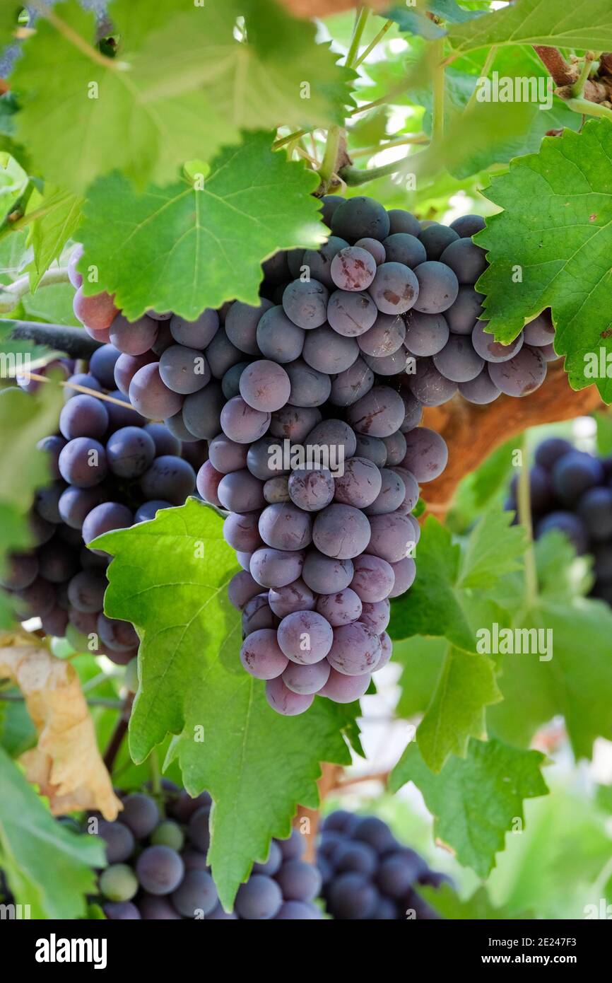 Vitis Vinifera 'Dornfelder'. Grape 'Dornfelder'. Red eating / Wine Grapes, bunches growing on the vine, Stock Photo