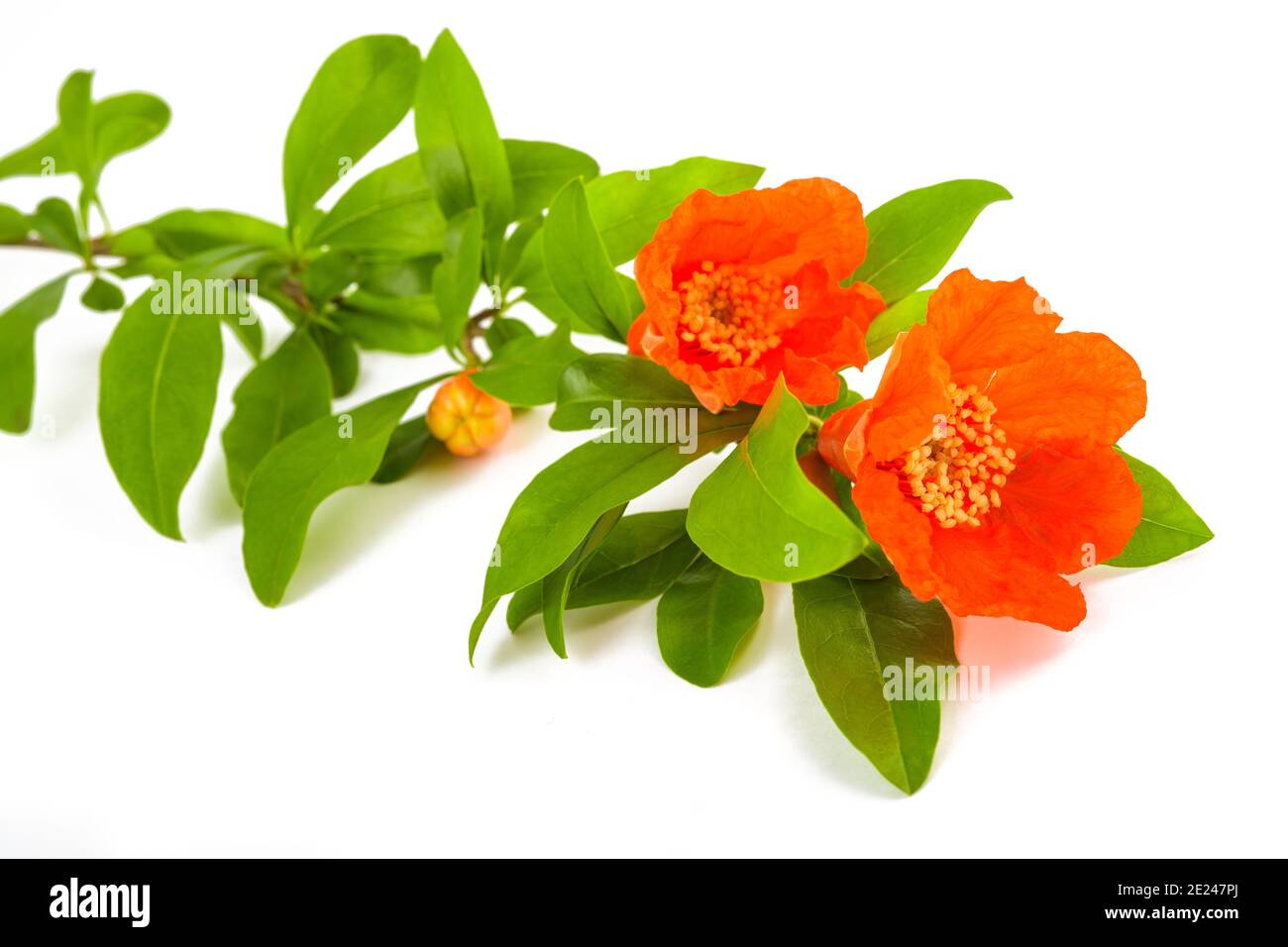 Pomegranate branch with flowers isolated on white Stock Photo