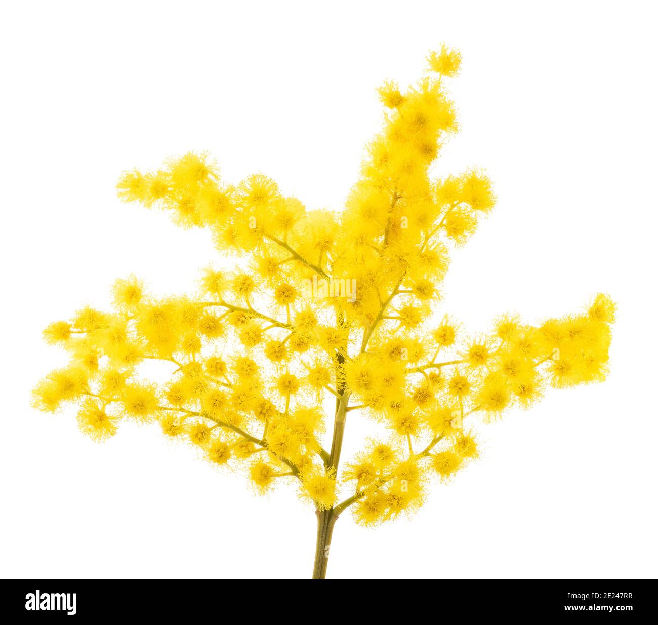 Mimosa (silver wattle) sprig isolated on white background. Stock Photo