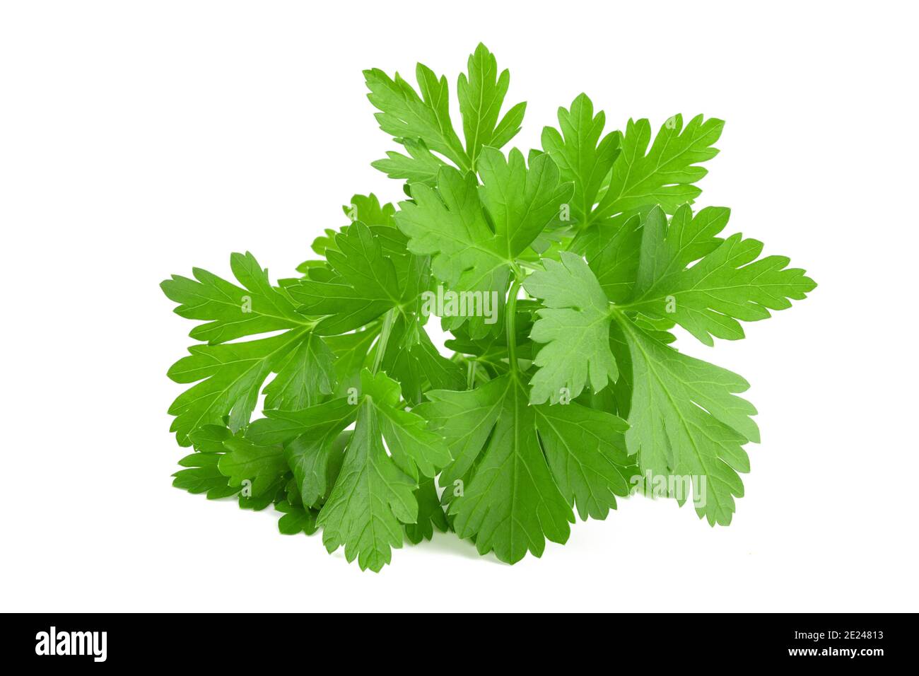 Parsley bunch  isolated on white background Stock Photo