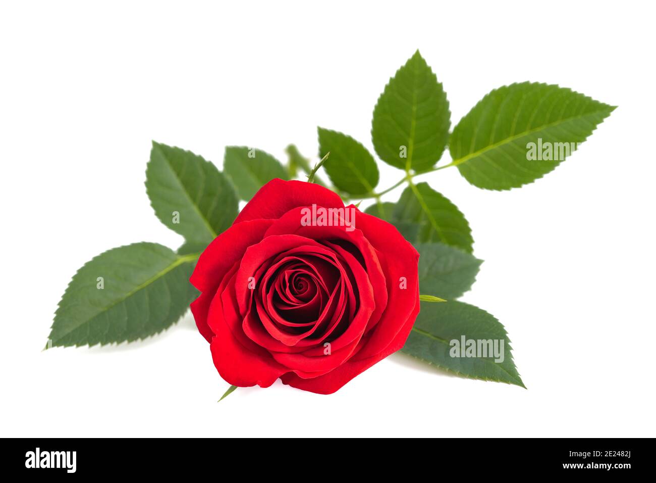 Red Rose Flower Isolated On White Background Stock Photo Alamy