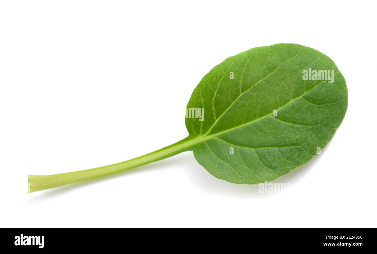 Tatsoi leaf isolated on white background Stock Photo
