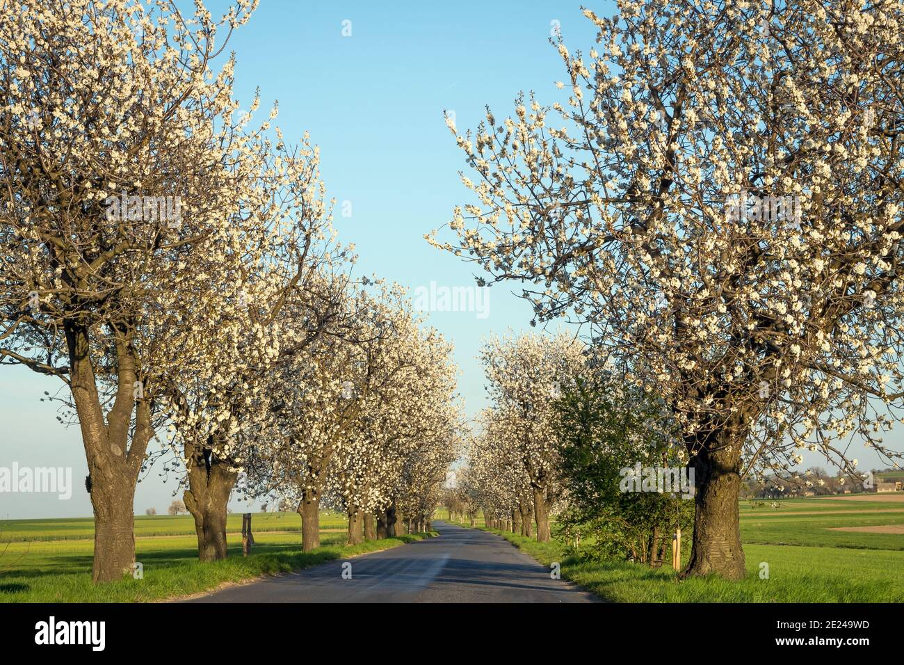 Beautiful flourishing cherry alley near St. Anne's Mountain in Poland Stock Photo