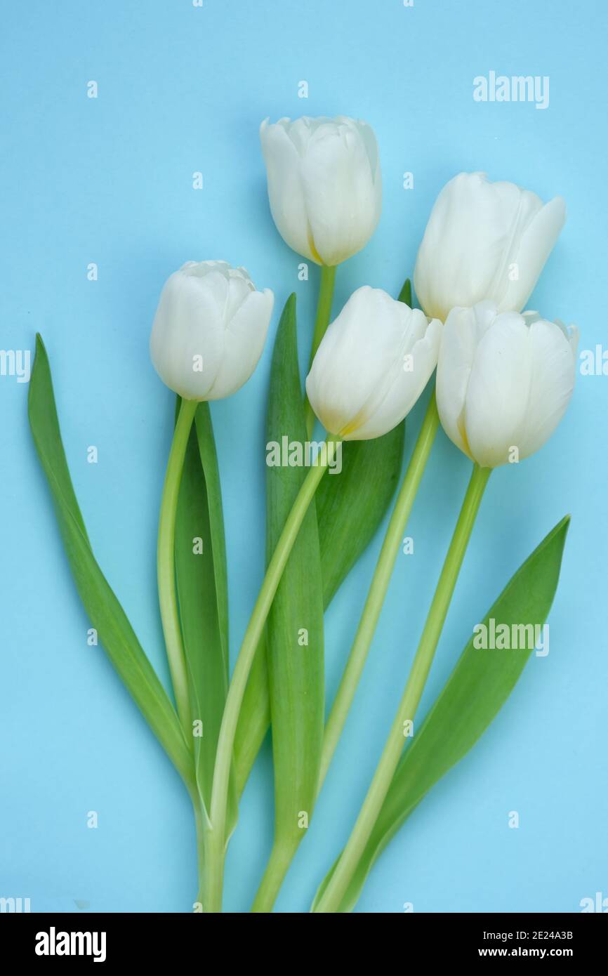 White tulips bouquet on a light blue background. White spring flowers. Floral card blank. Floral delicate spring background.copy space. International Stock Photo