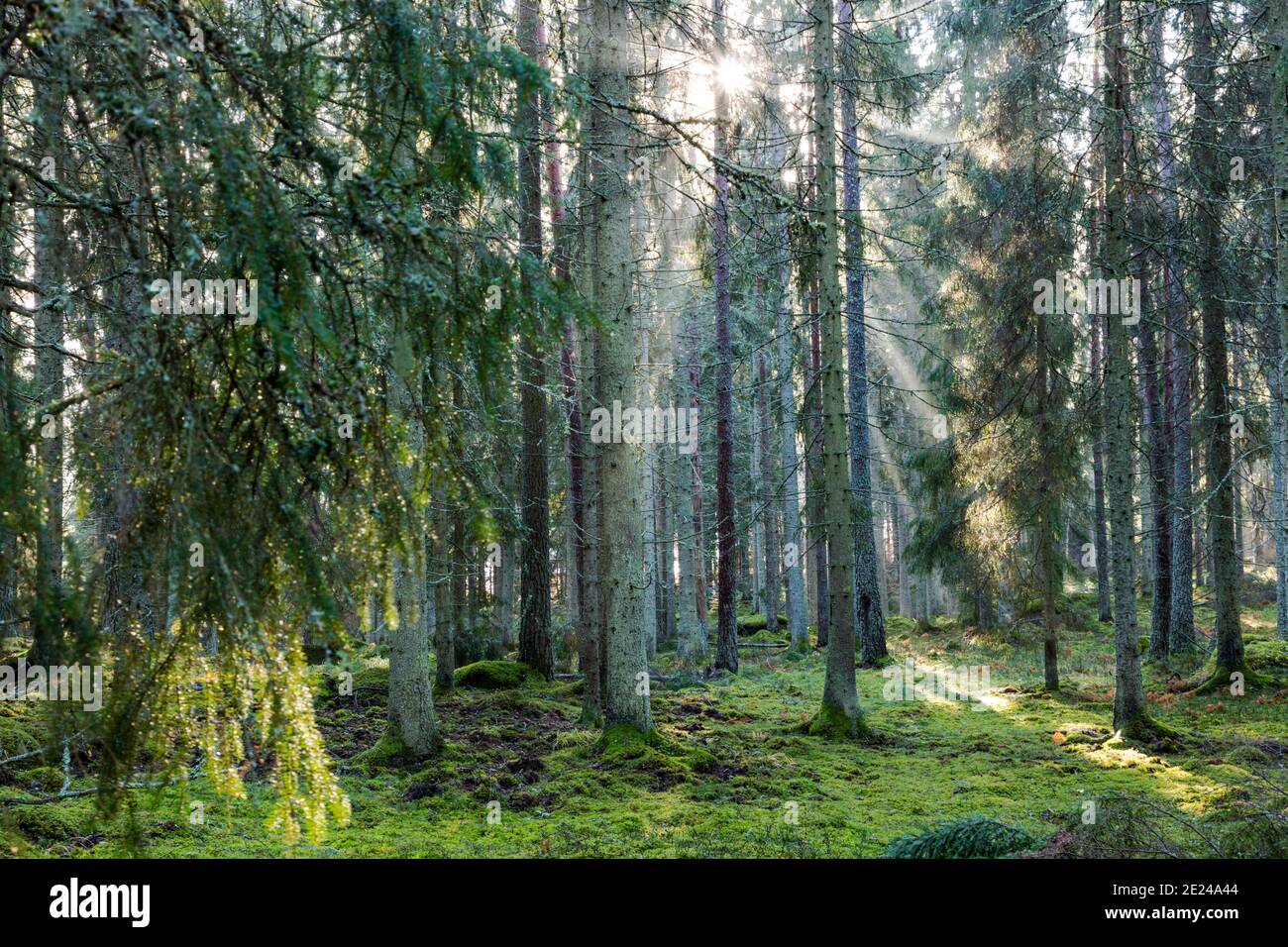 Sun shining through tree branches Stock Photo