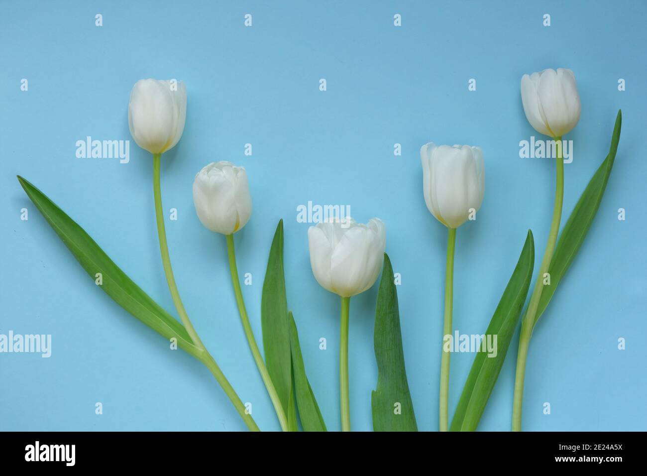 White tulips bouquet on a blue background. White spring flowers. Floral greeting card blank. Floral delicate spring background.copy space Stock Photo