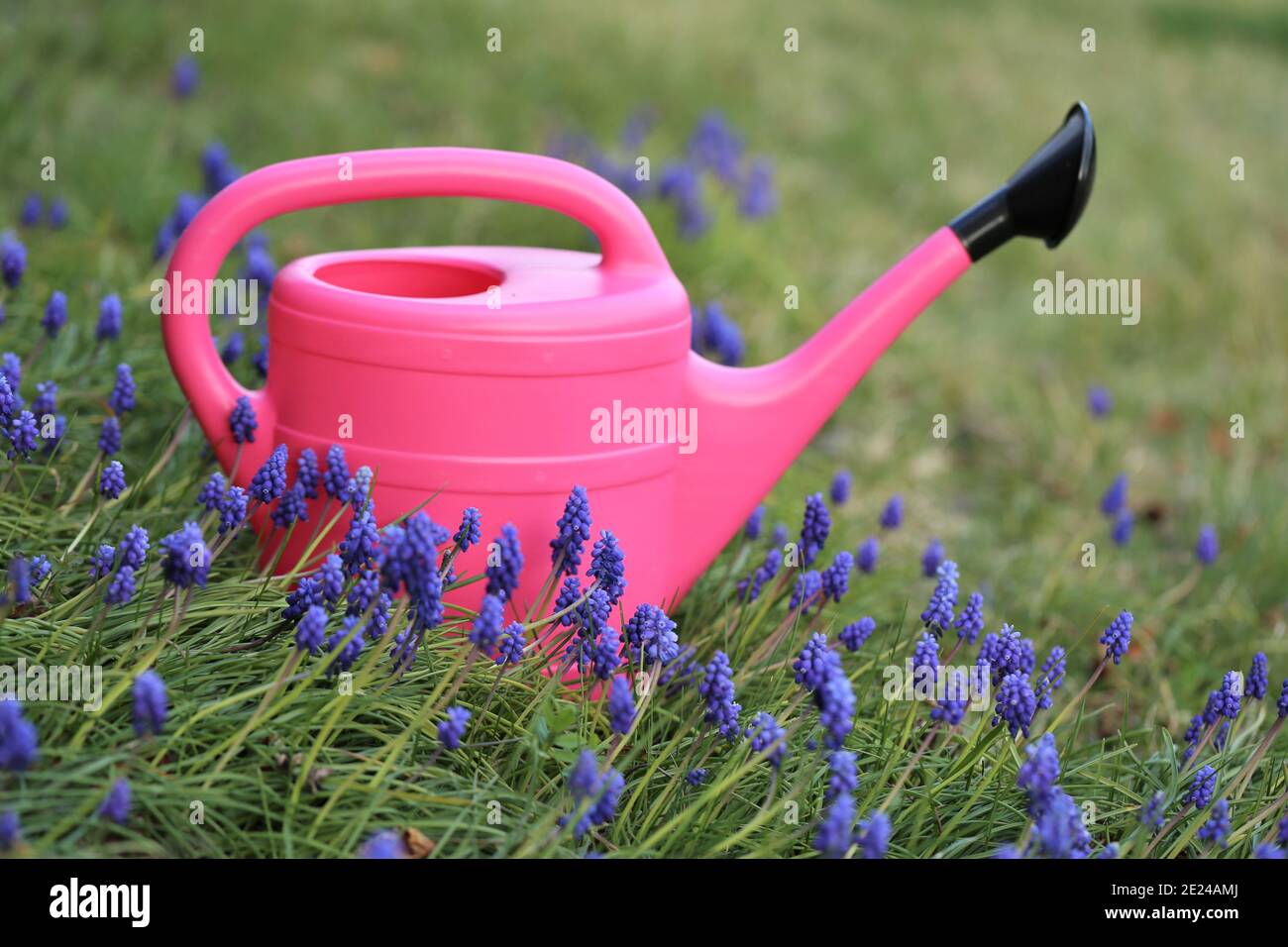 Spring garden work.Floriculture and horticulture . Muscari flowers cultivation and care. Planting and watering. watering can in purple muscari Stock Photo