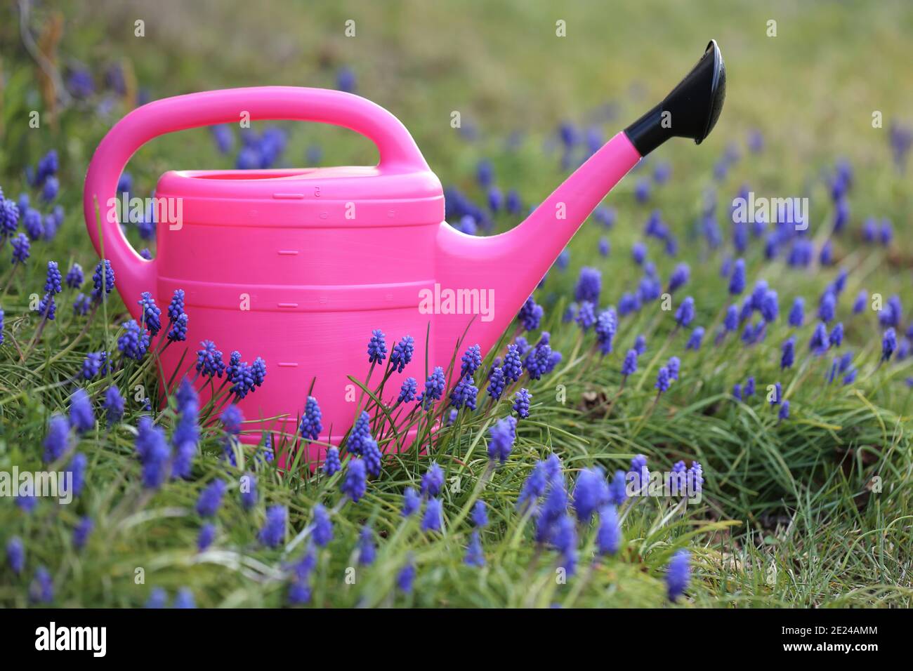 Spring garden work.Floriculture and horticulture . Muscari flowers cultivation and care. Planting and watering. Pink watering can in purple muscari Stock Photo