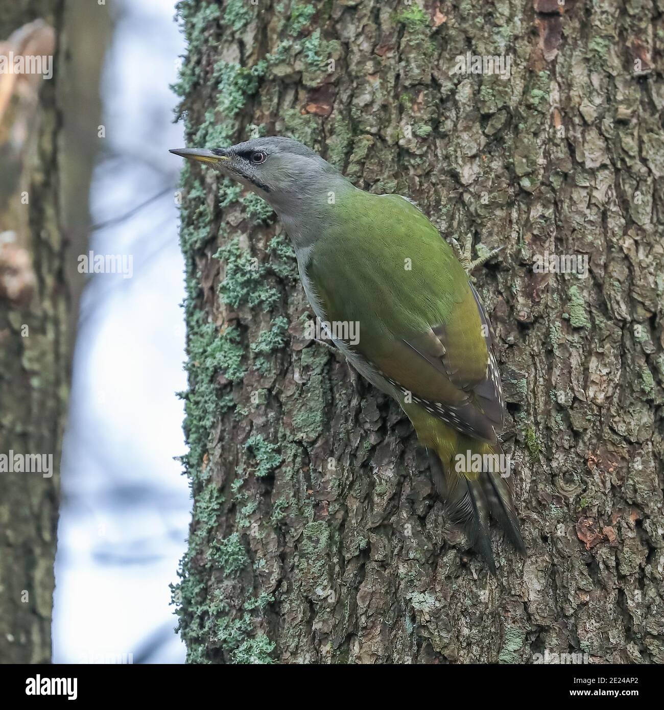 grey-headed woodpecker Stock Photo