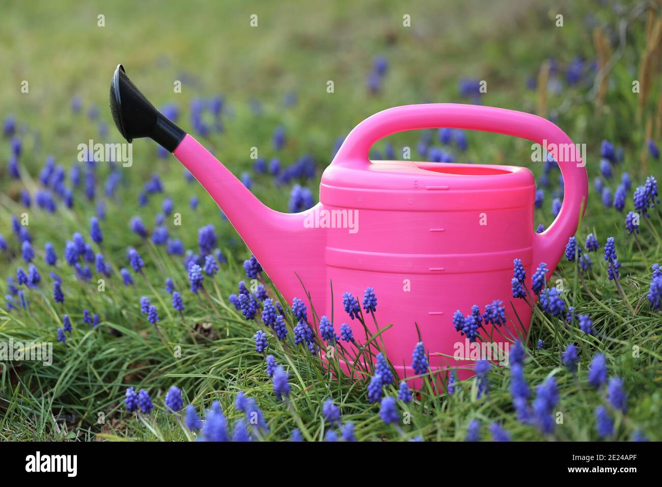 Spring garden work.Floriculture and horticulture . Muscari flowers cultivation and care. Planting and watering. Pink watering can in muscari flowers Stock Photo