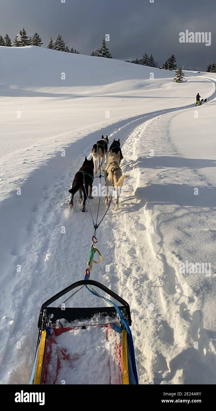 Vertical shot of a group of dogs pulling the slide in the snow Stock ...
