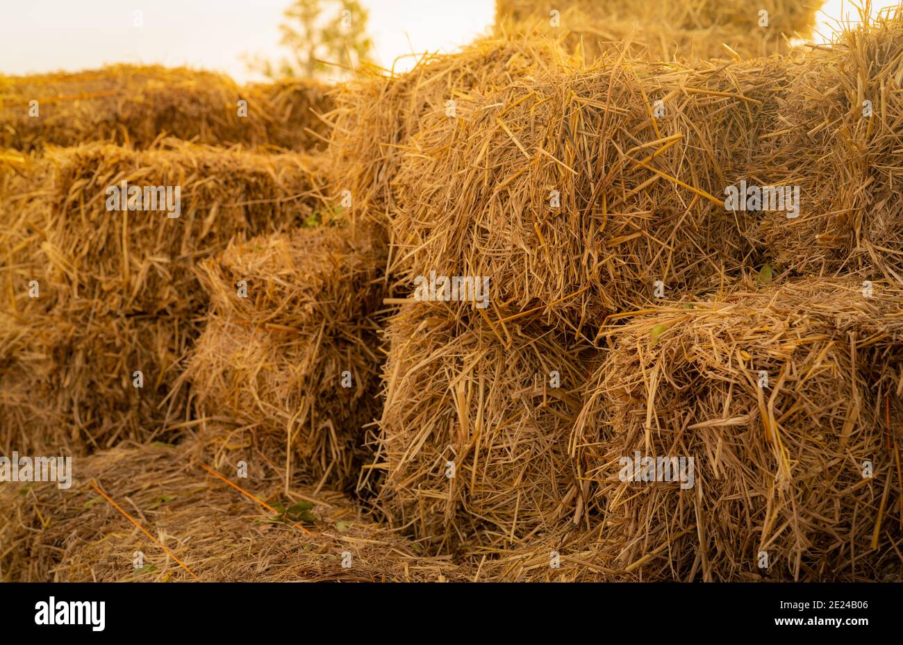 What Is Better For Dog Bedding Straw Or Hay