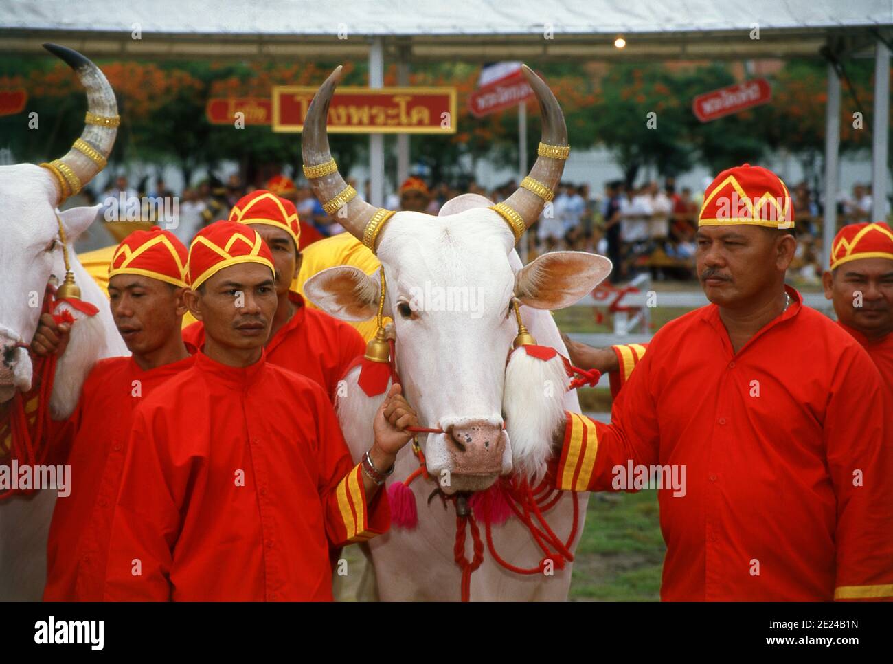 The Royal Ploughing Ceremony is an ancient Brahman ritual held each year in Bangkok at Sanam Luang in front of the Grand Palace. The event is performed to gain an auspicious start to the rice growing season. Sacred white oxen plough the Sanam Luang field, which is then sown with seeds blessed by the king. Farmers then collect the seeds to replant in their own fields. This ceremony is also performed in Cambodia and Sri Lanka. Stock Photo