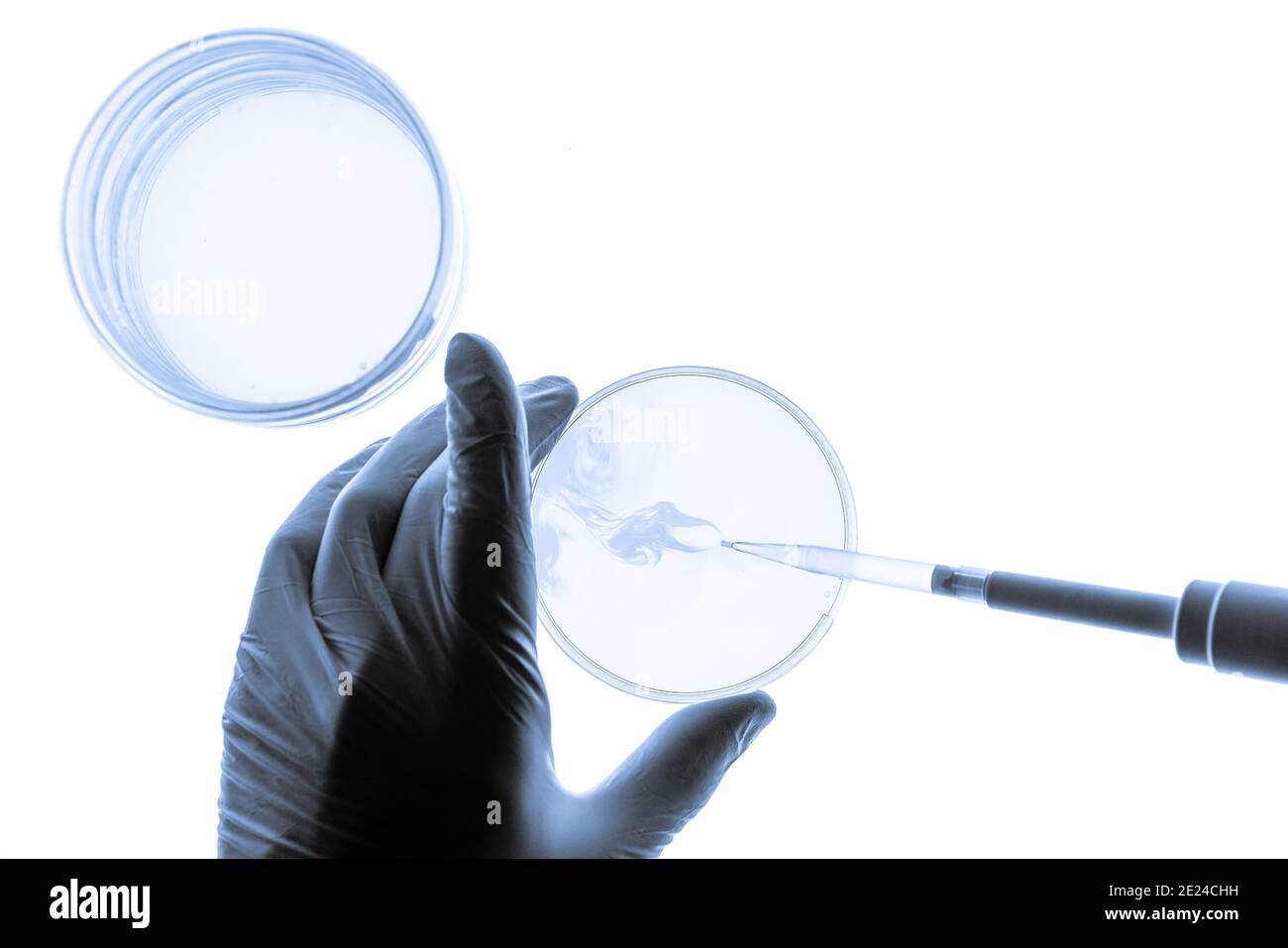 Chemical research in Petri dishes on white background. Experiment in a