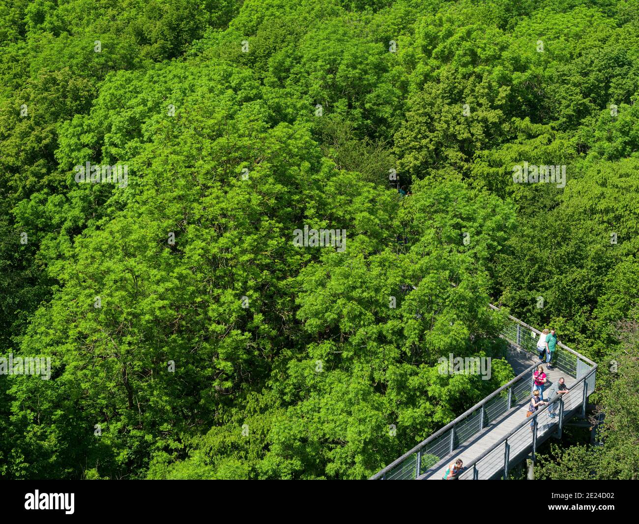 Canopy Walk.  The woodland Hainich in Thuringia, National Park and  part of the UNESCO world heritage - Primeval Beech Forests of the Carpathians and Stock Photo